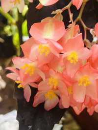 Discover the Beauty of Shanghai Greenhouse Garden! 🌼