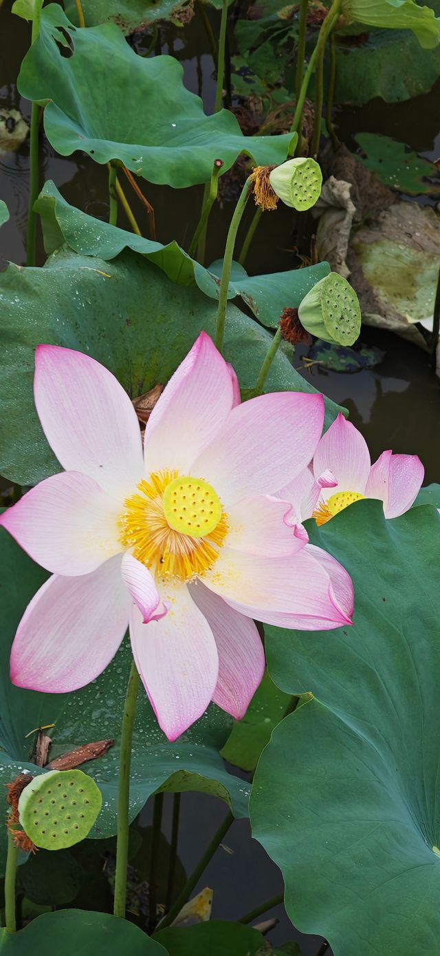 【夏日賞荷】南平五夫：朱熹故里，邂逅盛放的千畝紅蓮