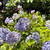 【東京周邊隱世賞花地！本土寺紫陽花美到似動畫場景！】