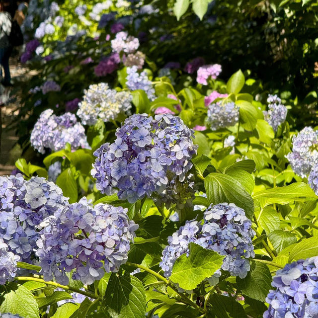 【東京周邊隱世賞花地！本土寺紫陽花美到似動畫場景！】