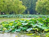 水城慢生活,雙倍綠色暴擊!溱湖濕地+李中森林一日遊。