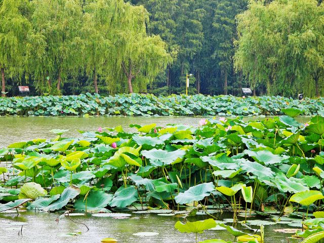水城慢生活,雙倍綠色暴擊!溱湖濕地+李中森林一日遊。 水城慢生活,雙倍綠色暴擊!溱湖濕地+李中森林一日遊。