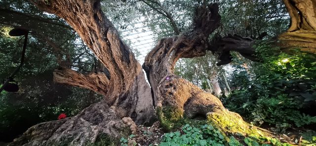 Spectacular Floral Display at the Flower Dome Spectacular Floral Display at the Flower Dome