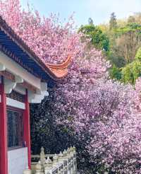 金色田園邂逅古彝寨