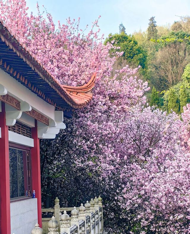 金色田園邂逅古彝寨