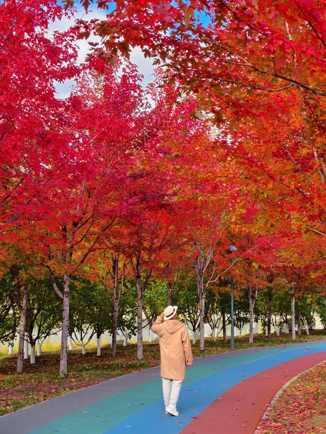 不是蛟河，是長春的紅楓島，真是美到失語！