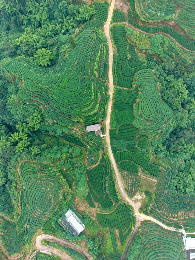 逃離城市1.5h！闖入國家地理同款茶園秘境
