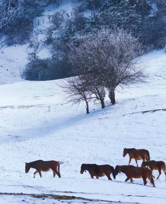 重慶下雪了！衝！仙女山2日遊保姆級攻略！
