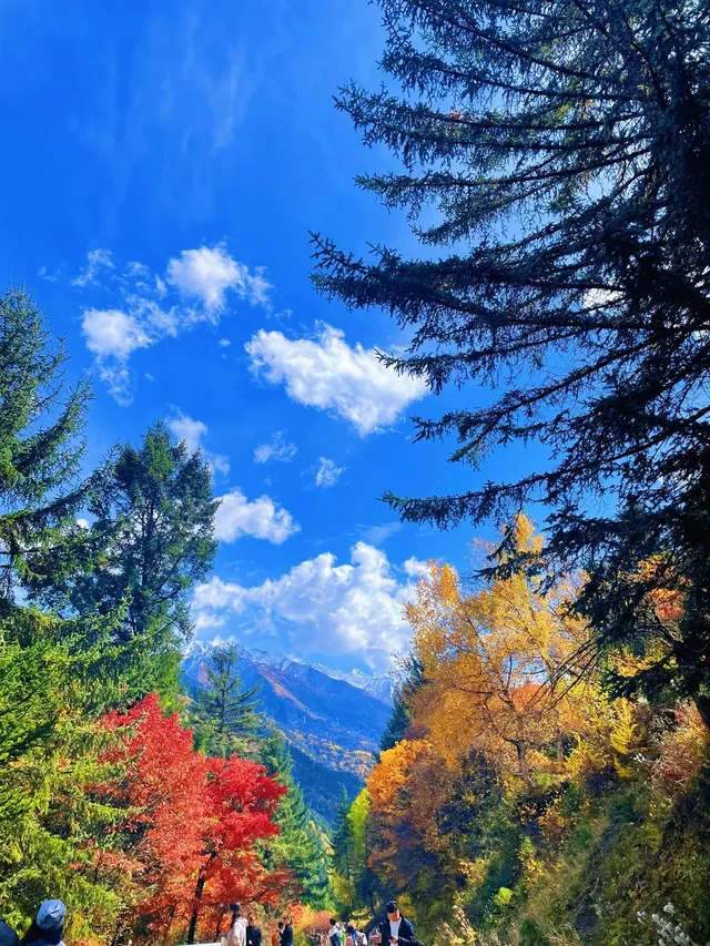 10月賞秋米亞羅彩林徒步一日遊快衝