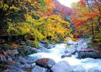 紅葉封神打卡地之四川南江光霧山