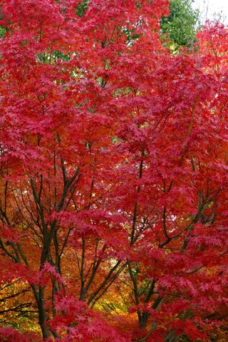 The autumn at Xijia Pond, the top countryside garden, is so beautiful!!