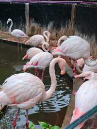 週末動物園逛吃指南 | 國寶熊貓VS火烈鳥超模,萌翻全場的動物大