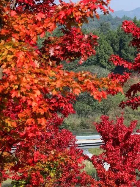注意!這不是油畫,而是成都的彩色秋天! 注意!這不是油畫,而是成都的彩色秋天!