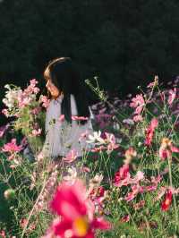 大阪長居植物園旅拍小師妹花海裡笑靨如花