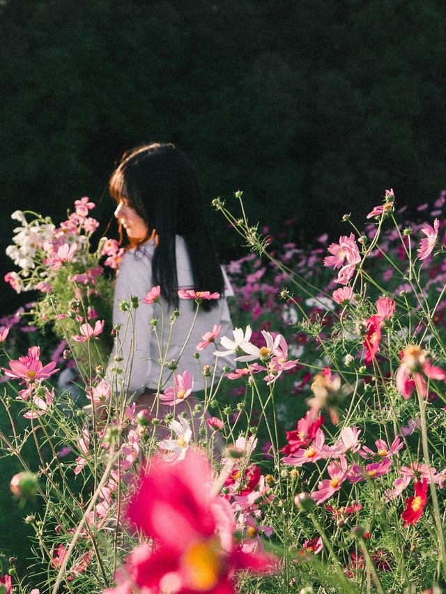 大阪長居植物園旅拍小師妹花海裡笑靨如花