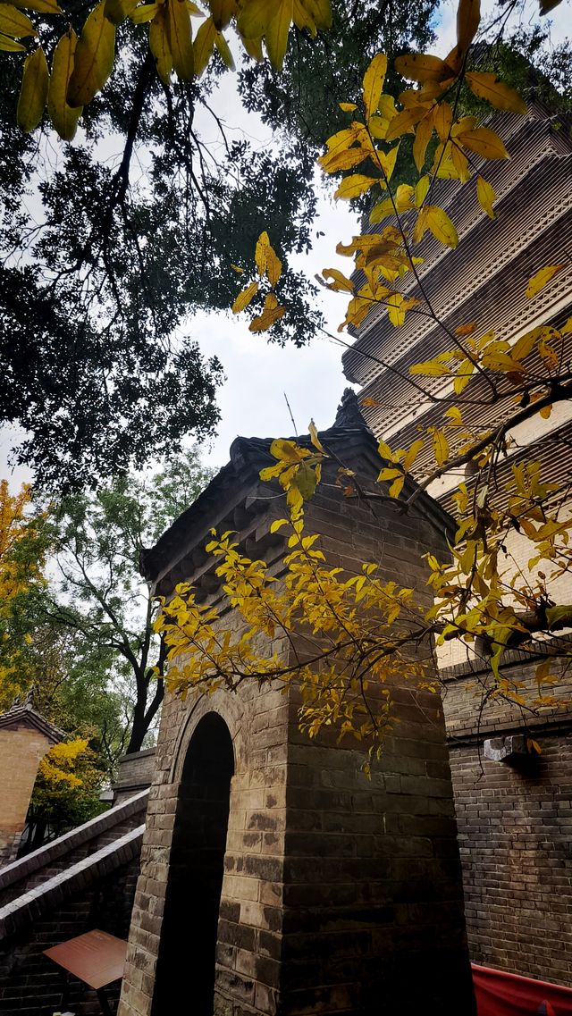 秋日去小雁塔感受歷史的厚重與自然和諧交融吧