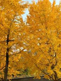 曲江秋日限定金黃秘境