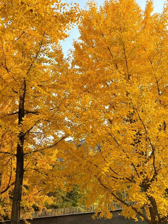 曲江秋日限定金黃秘境