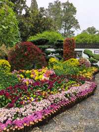 曲水園的菊花展已經幫你們看過了