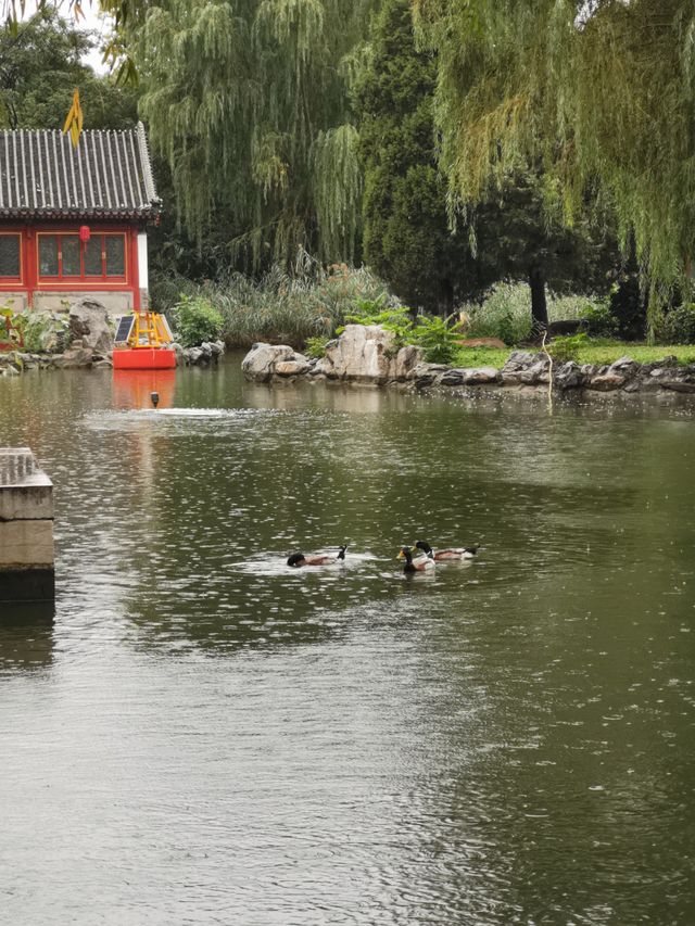 雨潤大觀.翠影浮光 雨潤大觀.翠影浮光