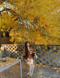 北京深秋打卡指南｜胡同裡的金色童話世界