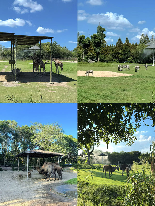 寧波一日遊!寧波野生動物園遛娃全職業攻略! 寧波一日遊!寧波野生動物園遛娃全職業攻略!