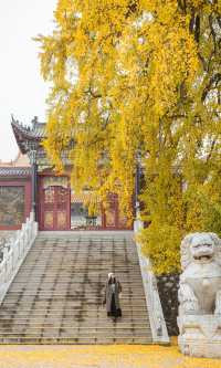 銀杏瀑布、紅葉滿山 鄭州周邊小眾賞秋路線