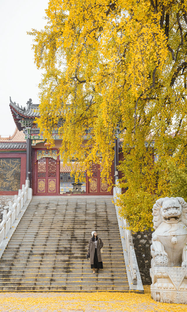 銀杏瀑布、紅葉滿山 鄭州周邊小眾賞秋路線 銀杏瀑布、紅葉滿山 鄭州周邊小眾賞秋路線