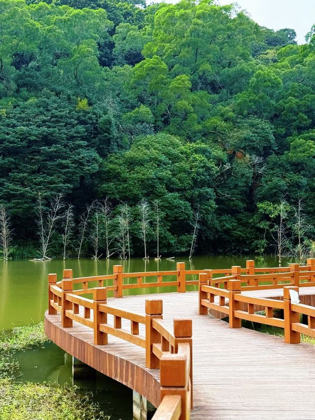 深圳人的小阿勒泰！恩上濕地公園太絕了