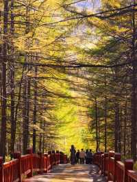 冬日阿爾山童話祕境