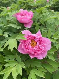 洛陽1天包車遊打卡必去景點