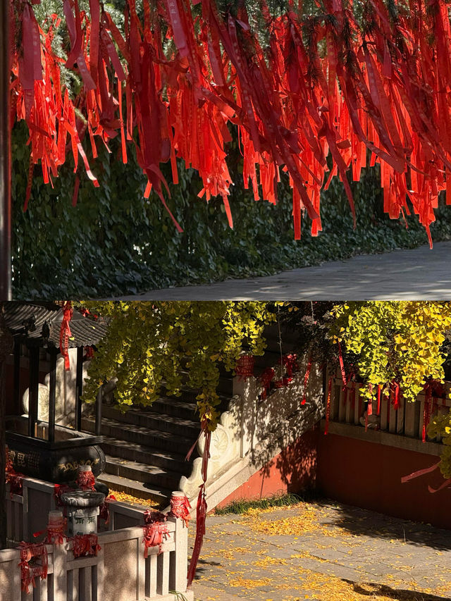 南京銀杏天花板毗盧寺金色風暴美到窒息！