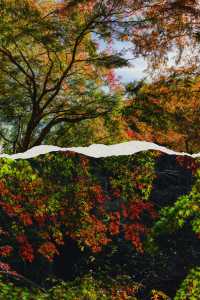 莫干山賞楓 | 五個絕美機位，開啟秋日浪漫之旅