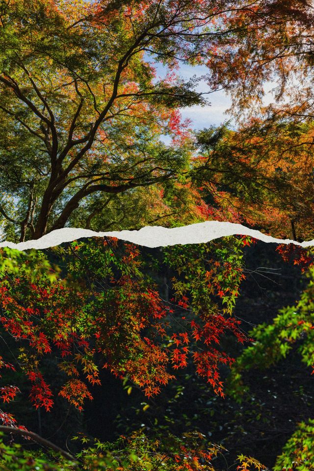 莫干山賞楓 | 五個絕美機位，開啟秋日浪漫之旅