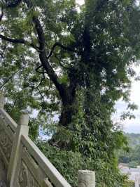 武平定光廟靜心之旅