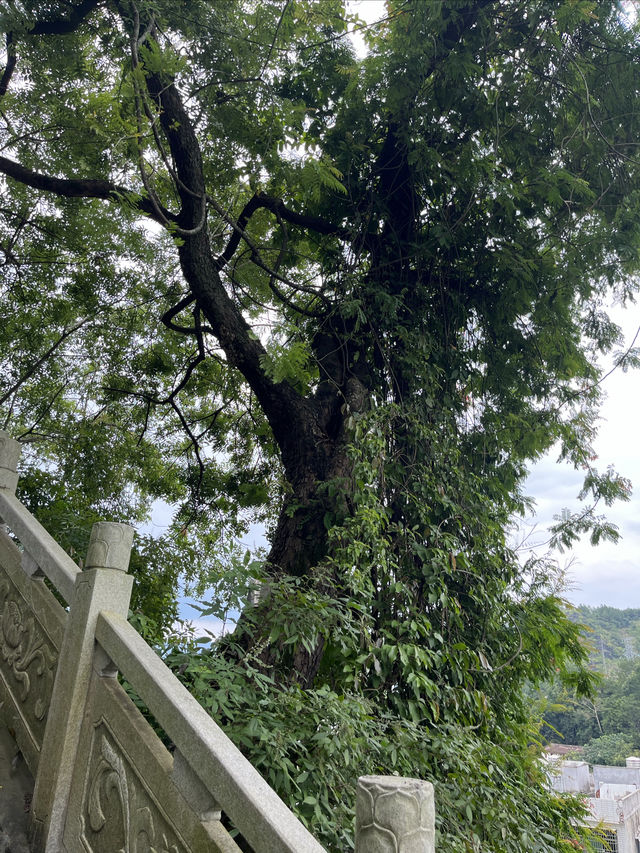 武平定光廟靜心之旅 武平定光廟靜心之旅