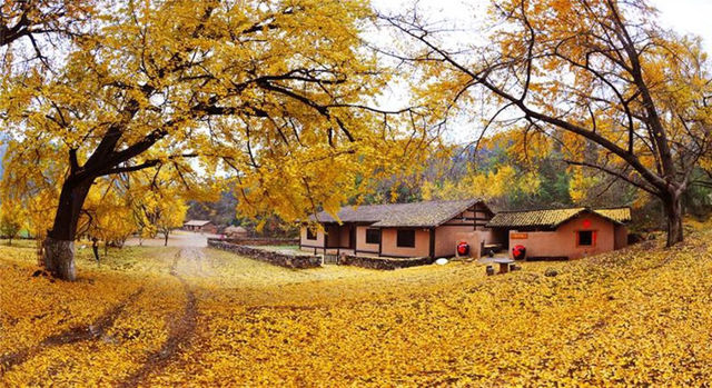 歡迎來千年銀杏谷文化來旅遊