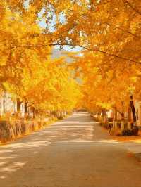 就在廣東1h直達親子溫泉銀杏兩日遊