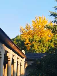 南京秋日City Walk！這幾個地方一定要打卡