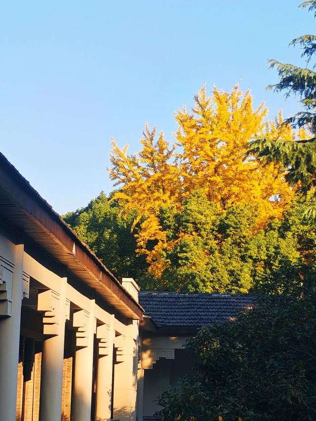 南京秋日City Walk！這幾個地方一定要打卡