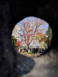 這個秋天一定要嚟莫愁湖！