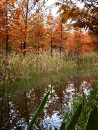 11.24實拍！上海賞秋！三林濱江城市森林！