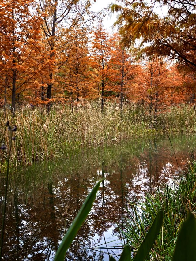 11.24實拍！上海賞秋！三林濱江城市森林！