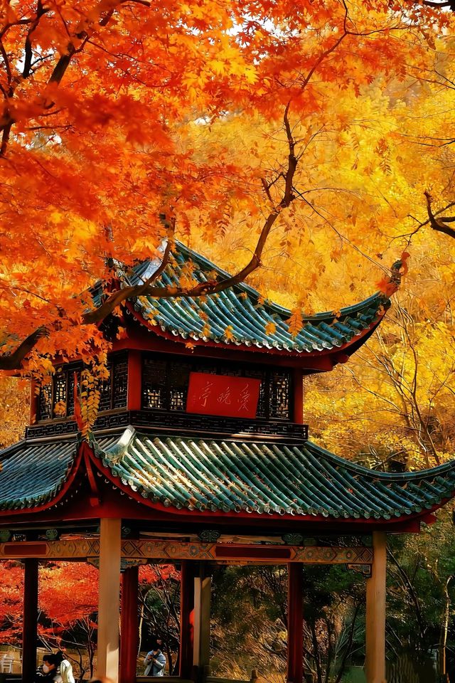 長沙賞秋絕佳地!愛晚亭楓葉簡直美到窒息 長沙賞秋絕佳地!愛晚亭楓葉簡直美到窒息