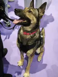 上海長三角文博會開展,逛一次就愛上…