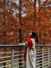 落羽杉紅啦！週末逛個公園也能拍秋日大片！