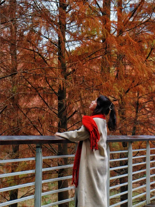 落羽杉紅啦！週末逛個公園也能拍秋日大片！