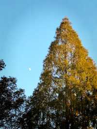 都市中的秋日詩篇