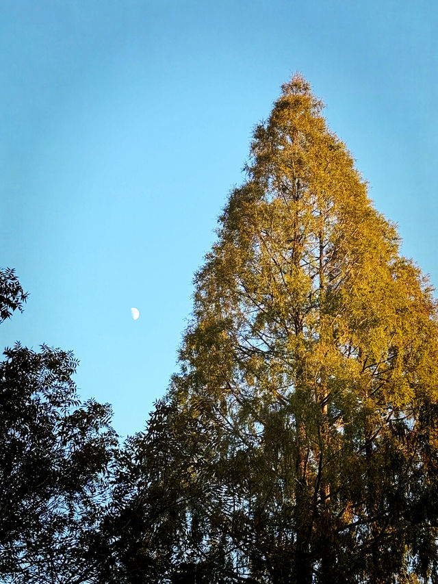 都市中的秋日詩篇 都市中的秋日詩篇