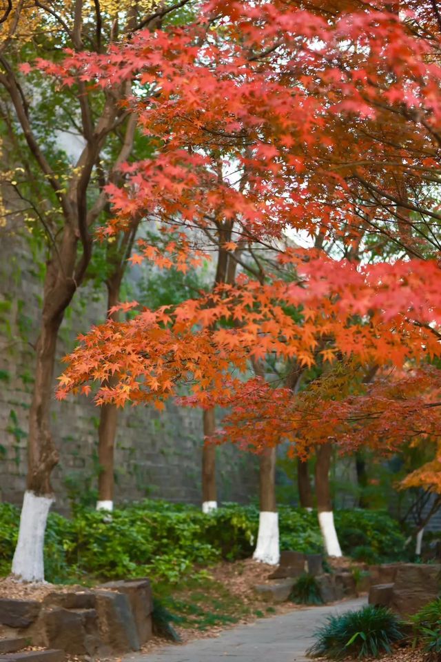 南京秋日限定老門東的楓葉紅牆美哭了! 南京秋日限定老門東的楓葉紅牆美哭了!